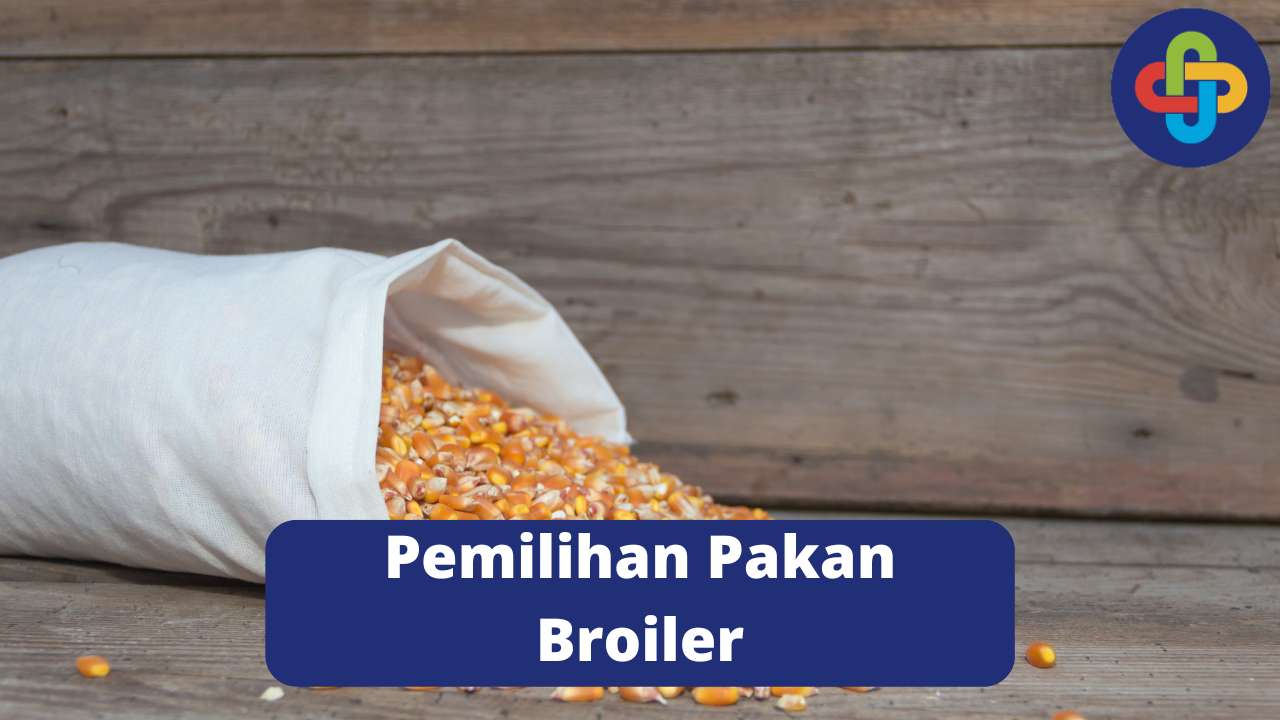 Perbedaan Bentuk Pakan Ayam Broiler