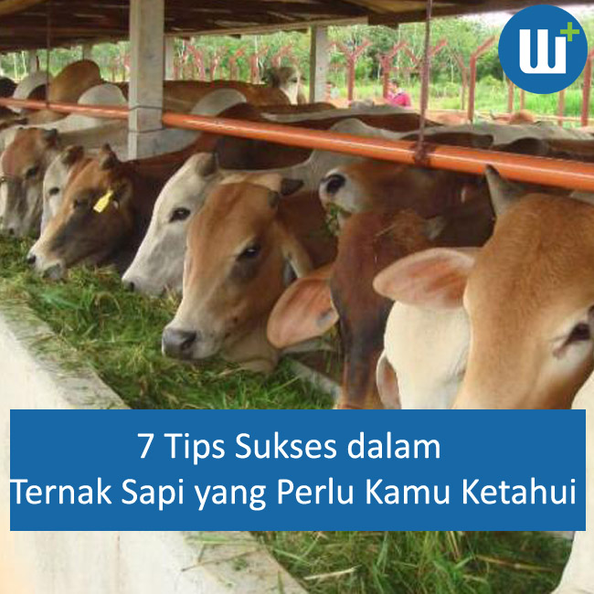 7 Tips Sukses dalam Ternak Sapi yang Perlu Kamu Ketahui