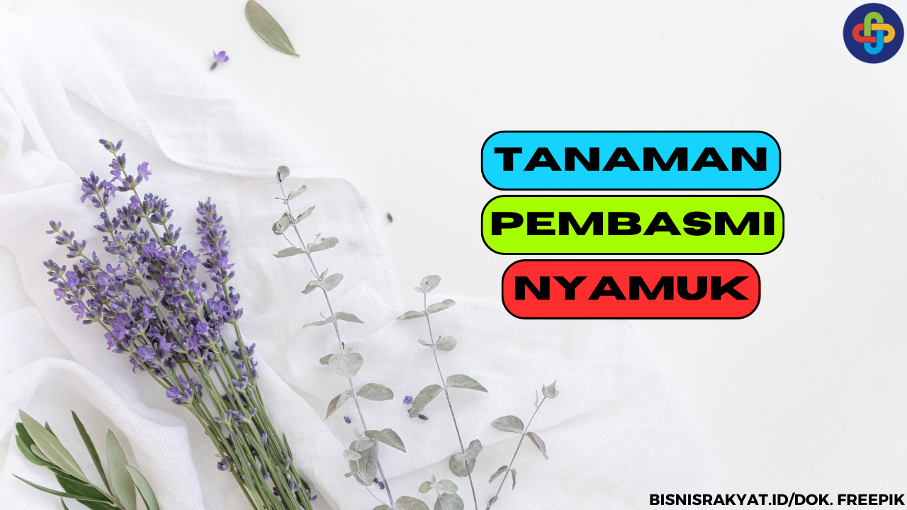 Berikut 5 Tanaman Pembasmi Nyamuk, Dijamin Rumah Bebas Nyamuk