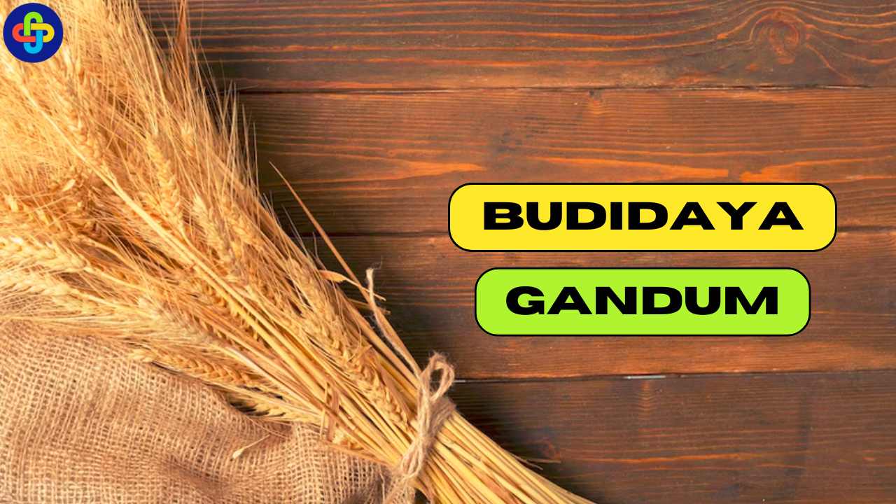 5 Tata Cara Budidaya Gandum yang Perlu Diketahui