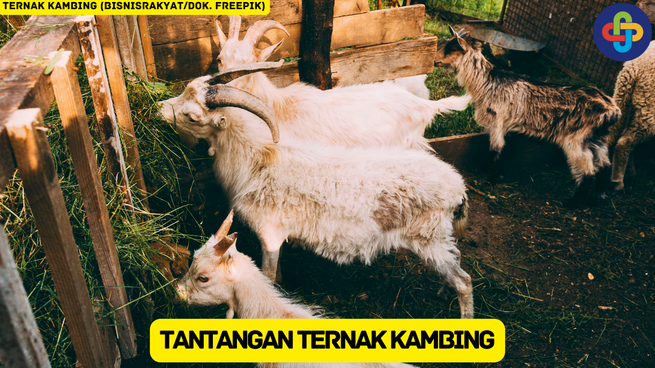 Wajib Tahu! 6 Tantangan dalam Usaha Ternak Kambing