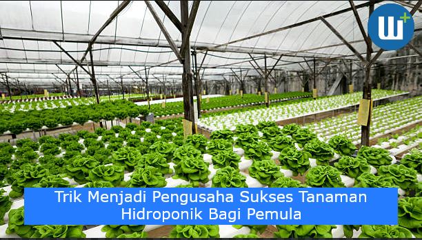 Trik Menjadi Pengusaha Sukses Tanaman Hidroponik Bagi Pemula