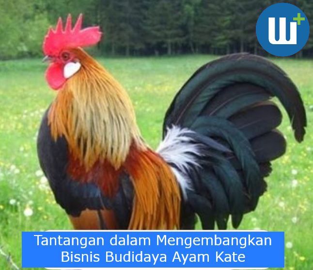 Tantangan dalam Mengembangkan Bisnis Budidaya Ayam Kate