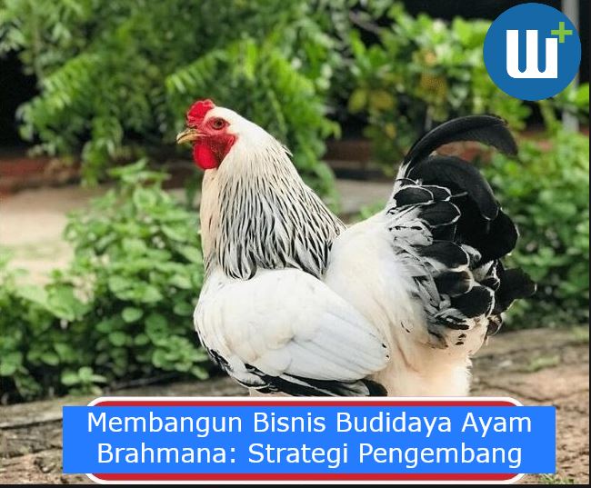 Membangun Bisnis Budidaya Ayam Brahmana: Strategi Pengembang