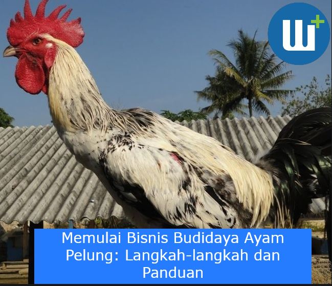 Memulai Bisnis Budidaya Ayam Pelung: Langkah-langkah dan Panduan