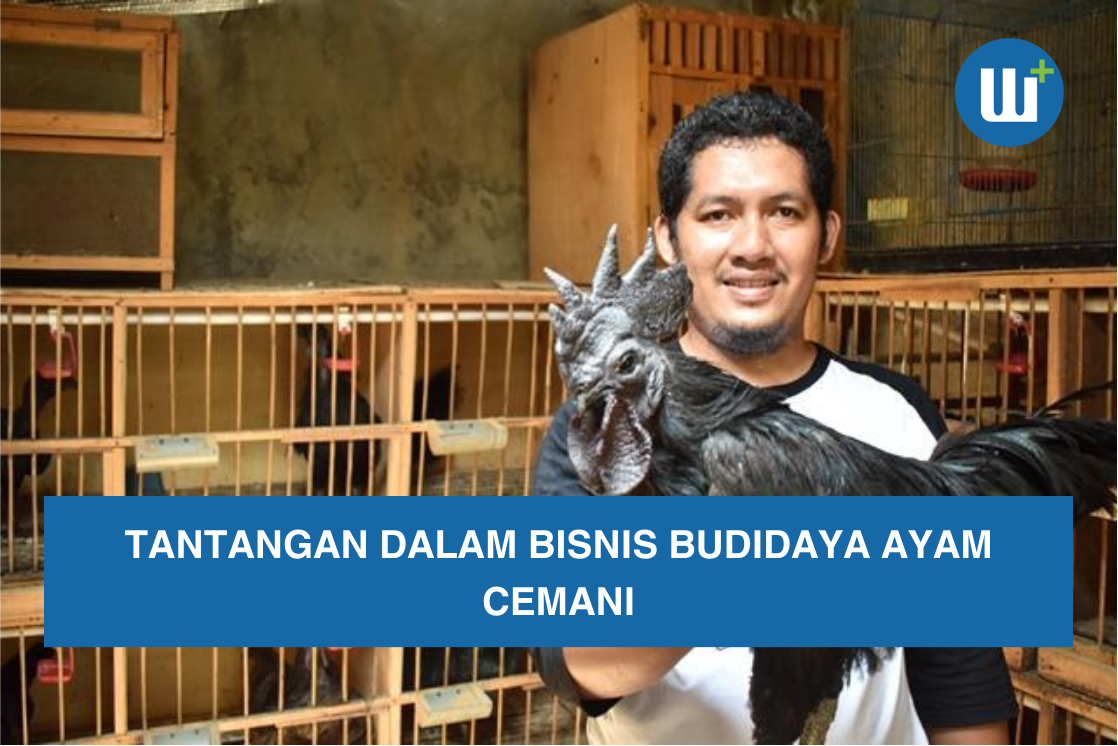 Tantangan dalam Bisnis Budidaya Ayam Cemani