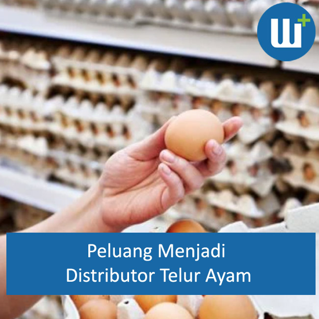 Bagaimana Cara Menjadi Distributor Telur Ayam