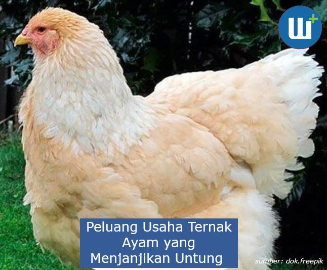 Mengintip Peluang Usaha Ternak Ayam yang Menjanjikan Untung 