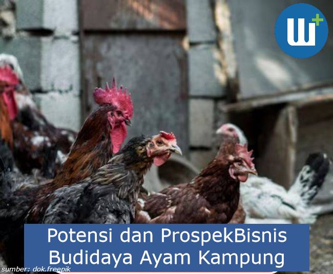 Perlu Diketahui Potensi dan Prospek Bisnis Budidaya Ayam Kampung