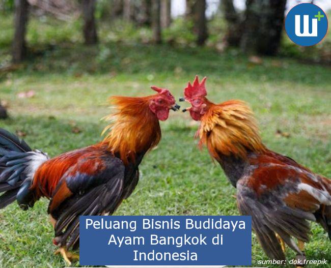 Melihat Peluang Bisnis Budidaya Ayam Bangkok di Indonesia