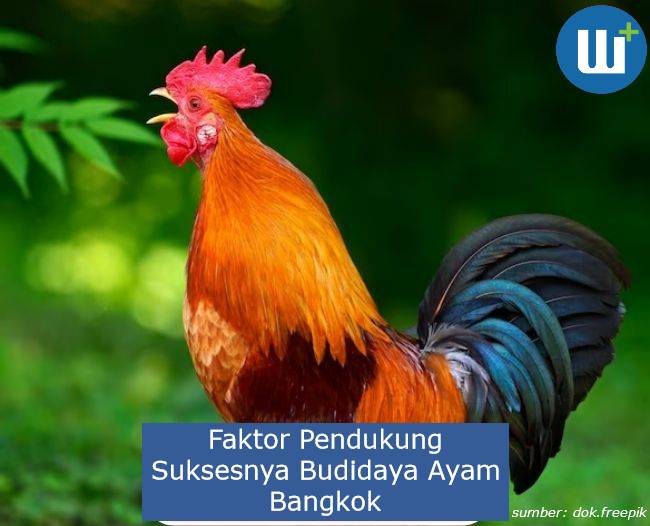 Berikut Faktor Pendukung Suksesnya Budidaya Ayam Bangkok