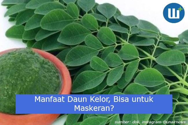 Segudang Manfaat Daun Kelor, Bisa untuk Maskeran?