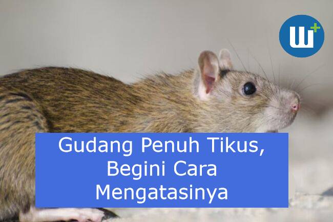 Apabila Gudang Anda Penuh Tikus, Begini Cara Mengatasinya!