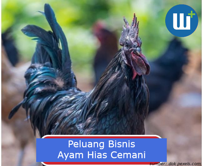 Ini Dia Peluang Bisnis Budidaya Ayam Hias Cemani di Indonesia: Mengungkap Potensi