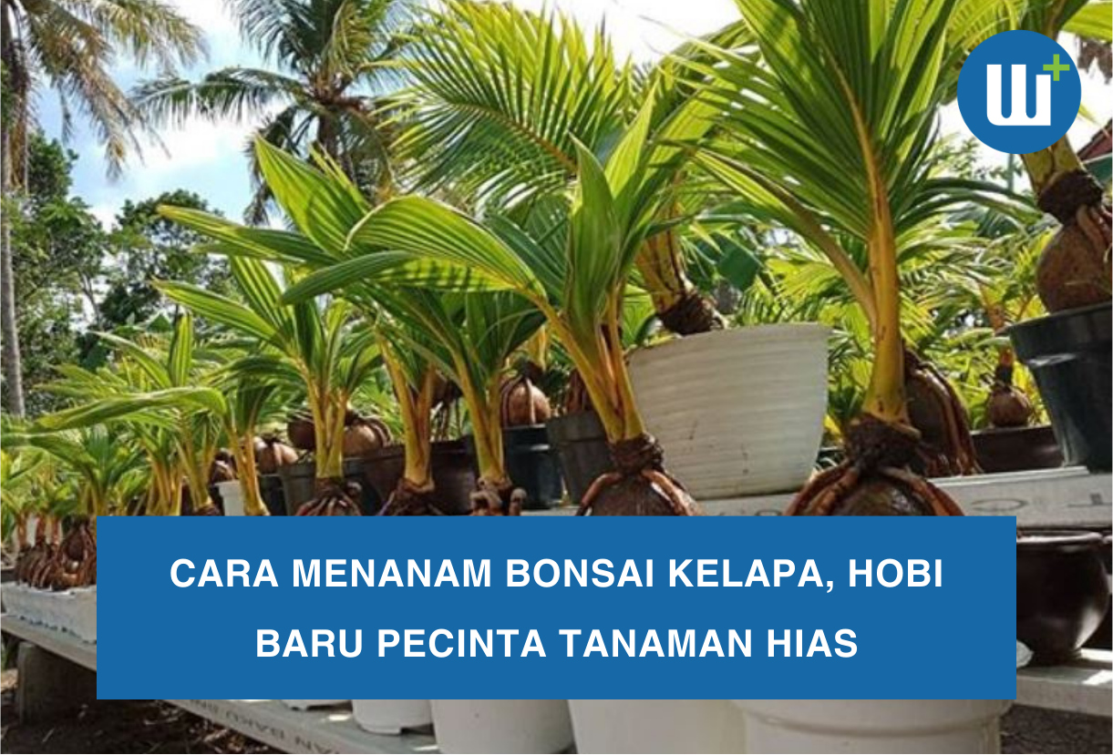 Cara Menanam Bonsai Kelapa, Hobi Baru Pecinta Tanaman Hias